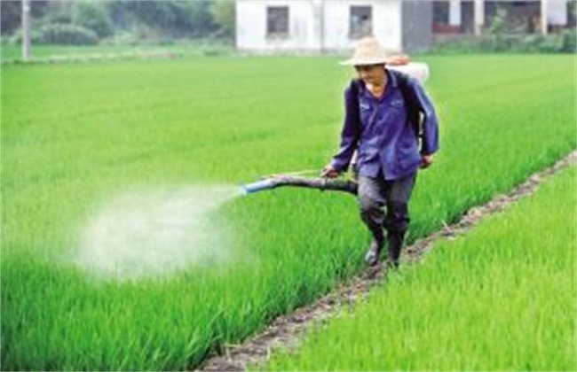 水稻 除草 注意事项