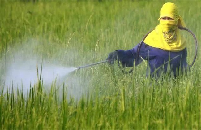 水稻 除草 注意事项