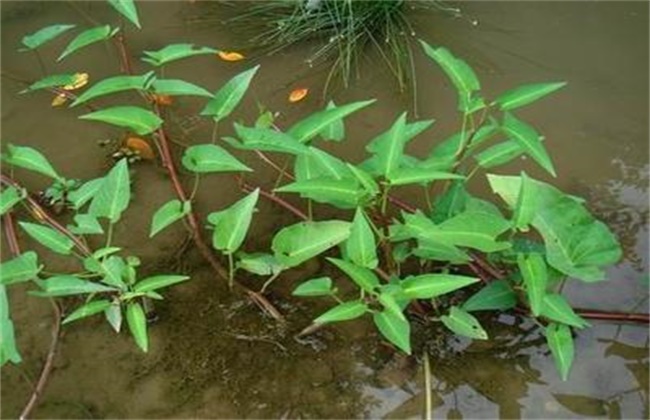 空心菜如何繁殖