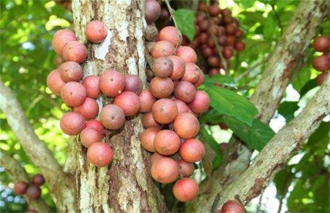 木奶果 繁殖 方法