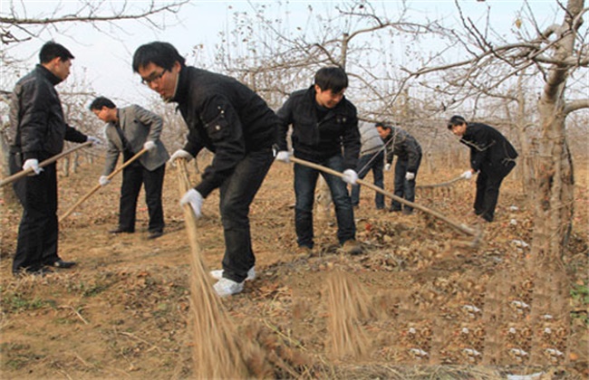 苹果树越冬防寒措施