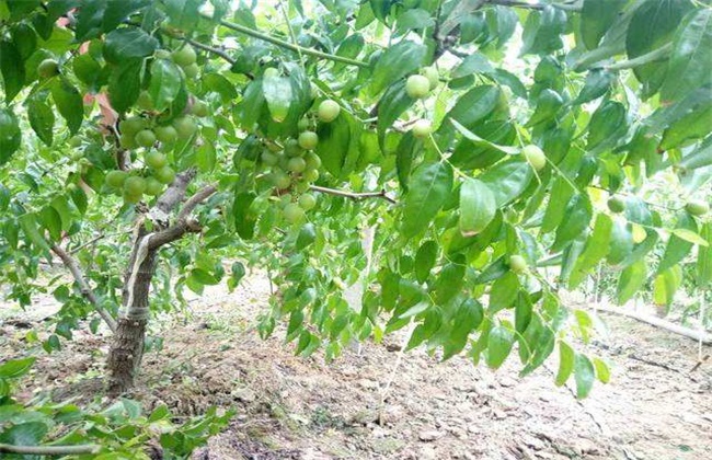 冬枣的种植注意事项