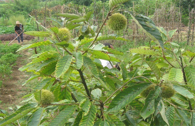 板栗树 种植 技术要点