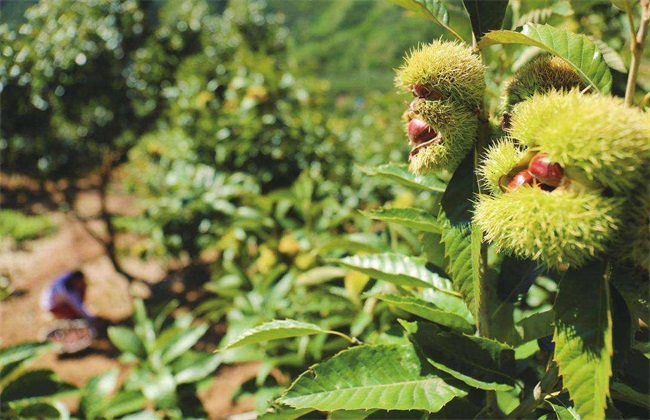 板栗树 种植 技术要点