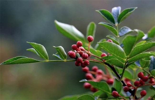 花椒树 繁殖 方法