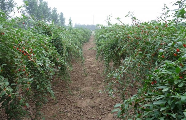 枸杞的种植方法