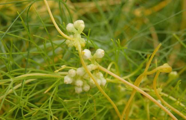 菟丝子的种植技术