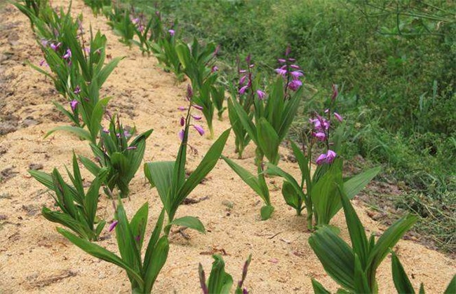 白芨 田间管理 要点