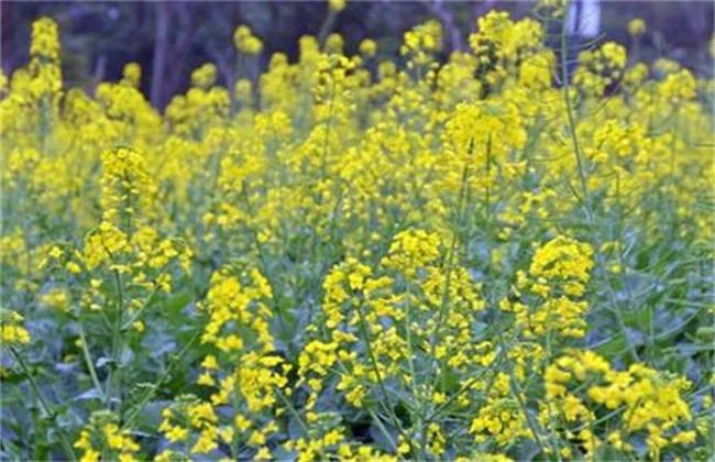 油菜的高产施肥技术