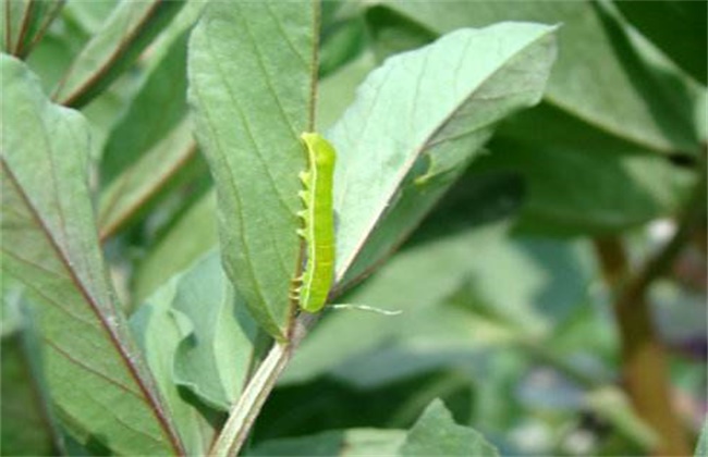 油菜的病虫害防治方法