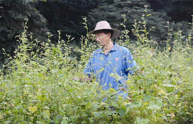 荞麦 田间管理 技术