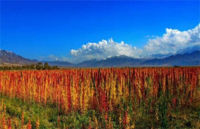 藜麦 种植 技术