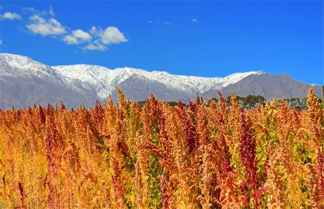 藜麦 种植 条件 