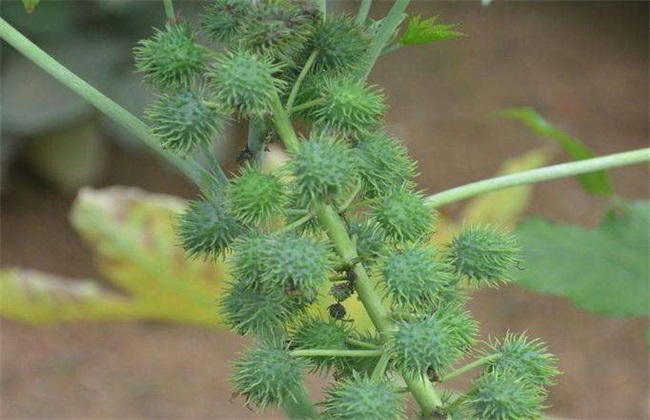 蓖麻 栽培 技术