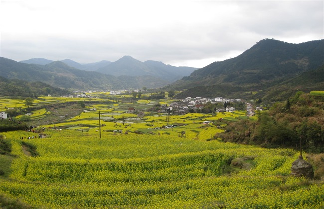 农村 种植什么 风险小