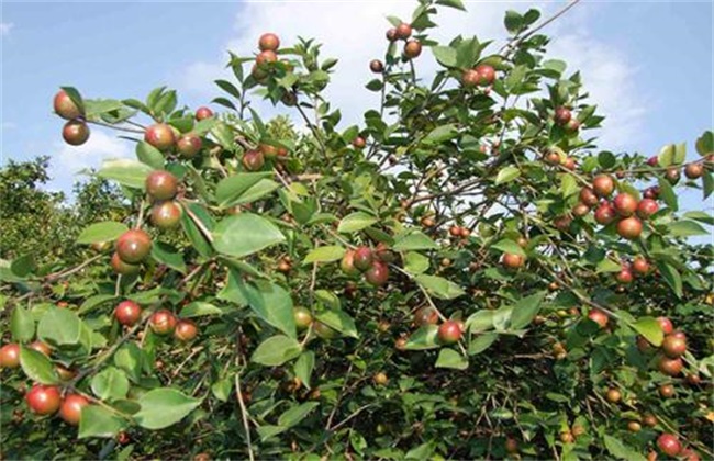 农村 种植什么 风险小