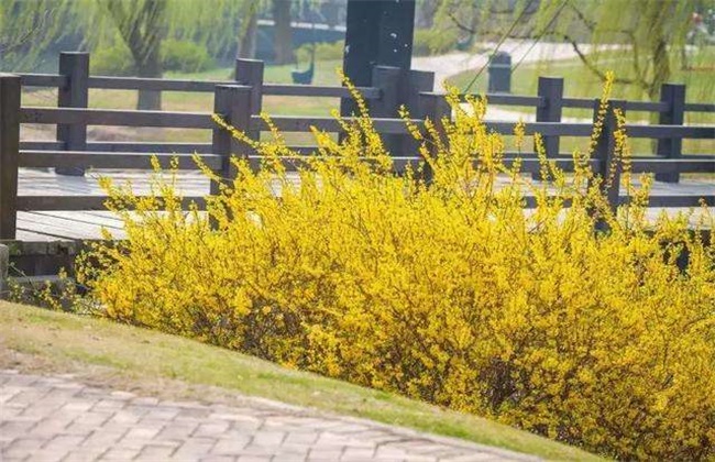 连翘种植效益