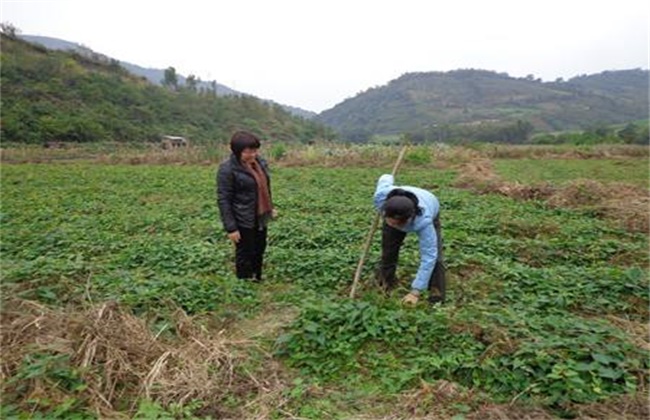 何首乌种植效益