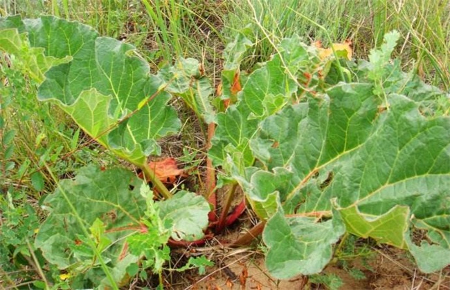 大黄种植效益