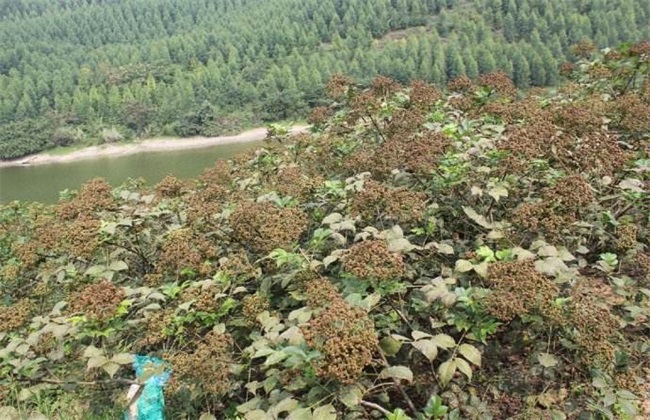 吴茱萸 种植效益 分析