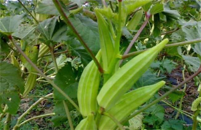 秋葵 种植效益 分析