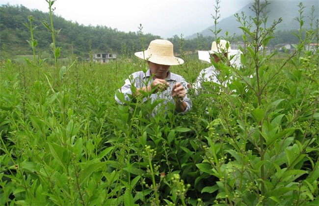 玄参种植效益