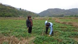 何首乌种植效益