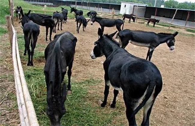 肉驴 养殖风险