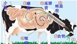 牛的反刍动物特征