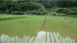 稻田养殖鲫鱼技术