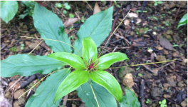 重楼种植技术管理