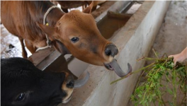 肉牛养殖场建设