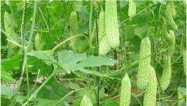 苦瓜反季节种植技术